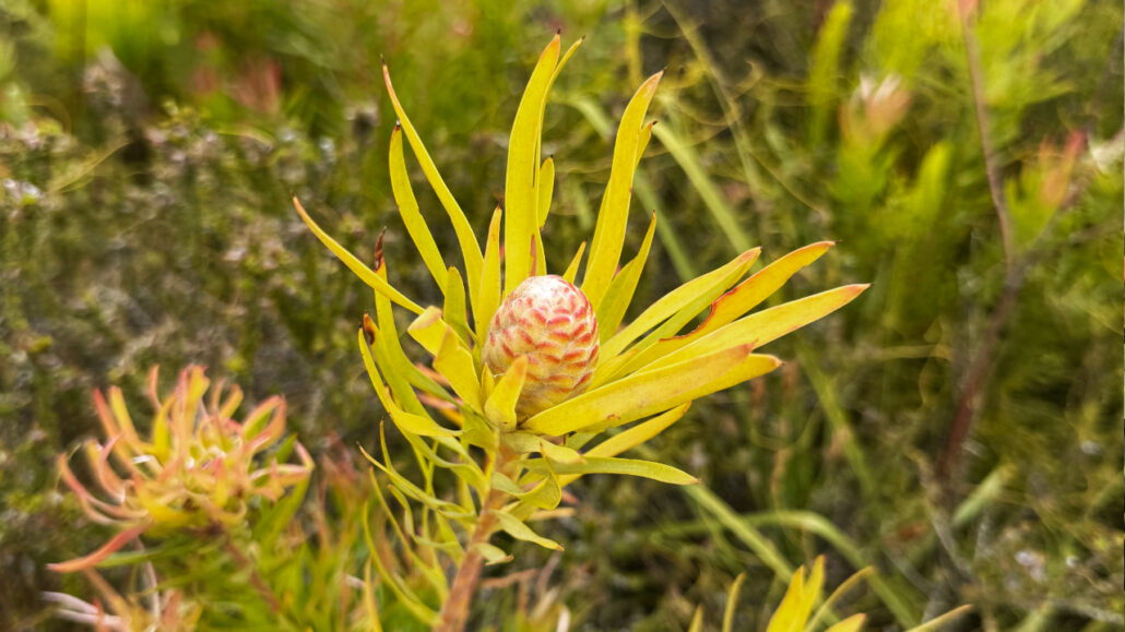 A photo of a fynbos plant - part of the protea family with bright green leaves and a small bud forming. This image serves as inspiration for Martie Erasmus' artwork as a Surface Pattern Designer.