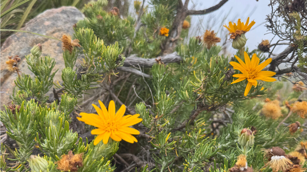 Yellow field flowers with green foilage against with grey wooden branches against a backdrop of the ocean. This type of image serves as inspiration for artist Martie Erasmus qwhen she creates motifs for her seamless repeat patterns ready for art licensing.