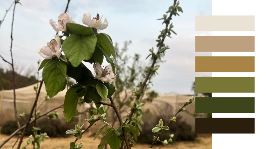 An image of blosssoms on a Quince tree with a muted, natural colour palette of cream, green, mustard and brown. There are 6 colours pulled from this image and showcased in rectangular blocks on the right to show how a palette should be balanced across light and dark tonal values.