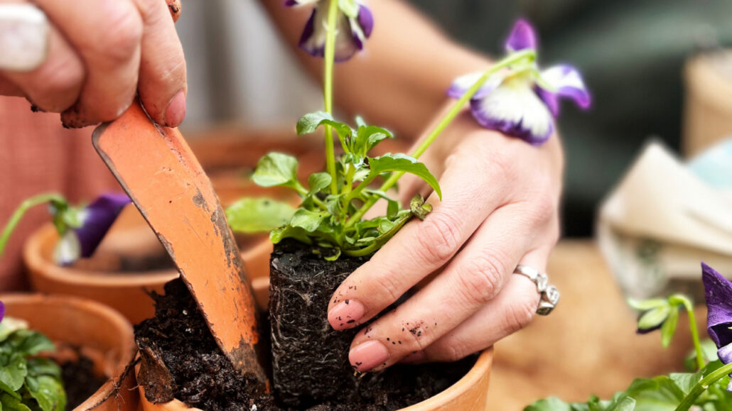 Hands of artist Martie Erasmus gently transplanting young Pansy seedlings into terracotta pots, representing patience, growth, and creative stewardship.