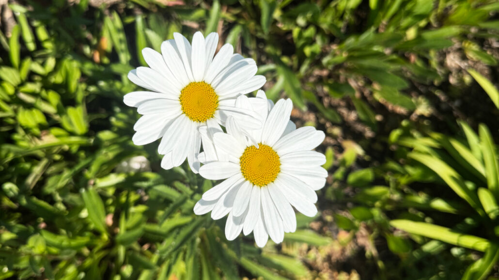 Simple white daisies blooming in warm sunlight, capturing the beauty and inspiration found in everyday moments.