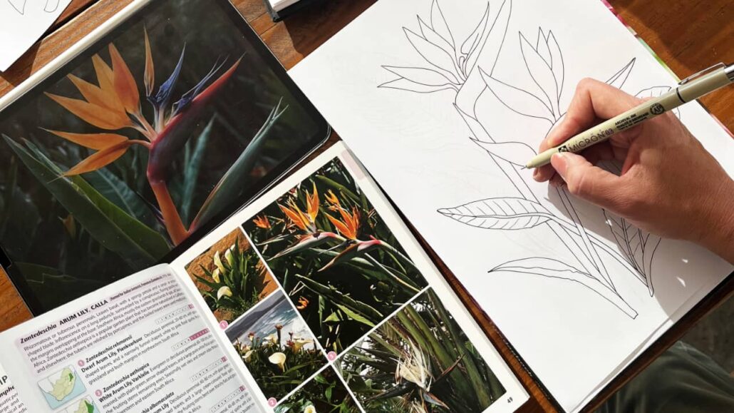 Artist Martie Erasmus drawing a Strelitzia flower with ink on white paper on a wooden table with image reference of the flower on her iPad and a book. She creates seamless repeat patterns for Art licensing with her artwork.
